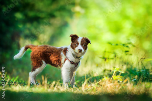 Cute small cub of brown and White Border Collie in colorful forest. Adorable inteligent and beautiful dog animal.