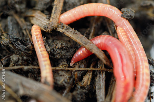 Foto Earthworm in the ground close-up