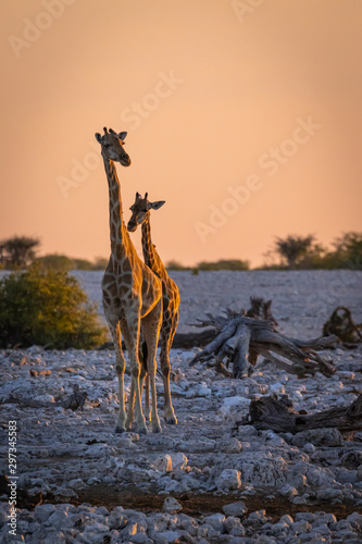 Giraffen im Etosha Nationalpark  Namibia