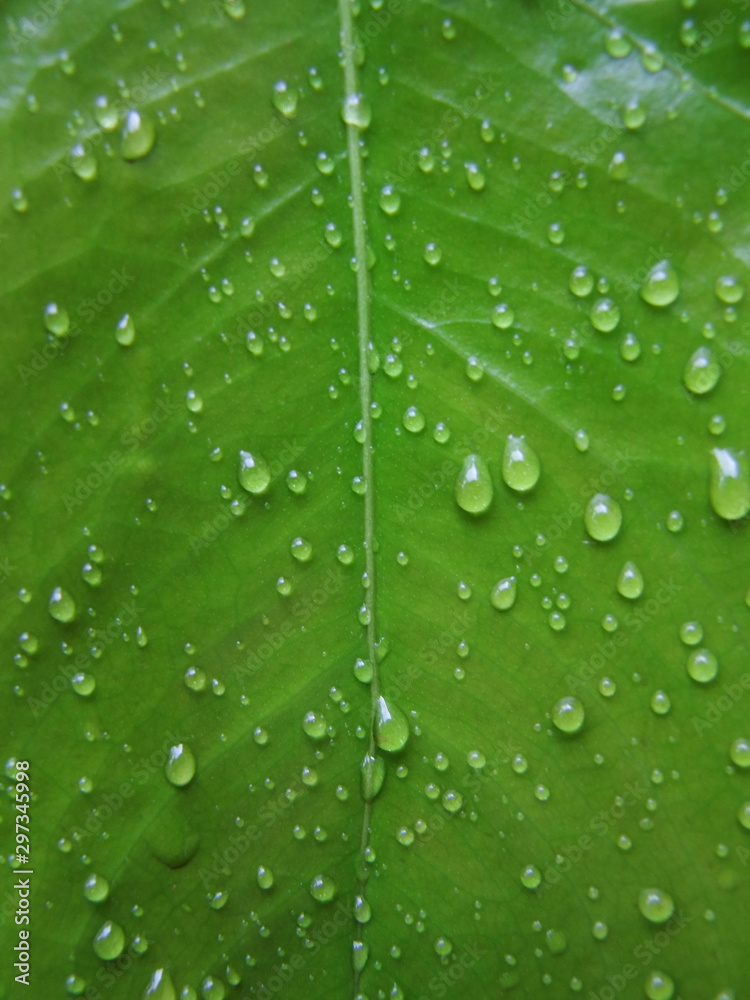  real green leaf texture with rain water drops