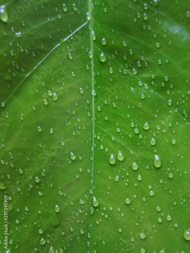  real green leaf texture with rain water drops