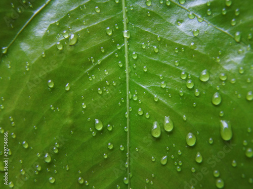  real green leaf texture with rain water drops