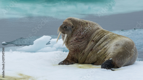 Walrus on an ice floe in the north of Svalbard