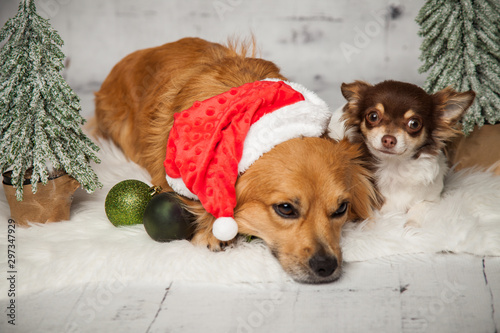 niedliche Hunde photo