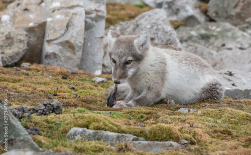 Arctic Fox eating a Little Auk chick at Camp Millar, Ingeborgfjellet, Bellsund, Svalbard