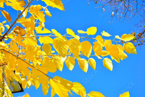 Autumn leaves overhead against the sky. Colorful autumn. Landscape in autumn season. Autumn leaves background.