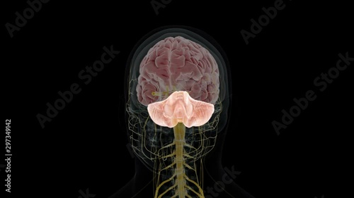 Human brain showing the cerebellum rotating against a black background, animation.