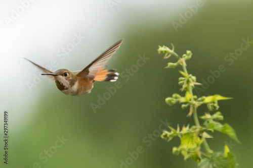 Hummingbird Flight