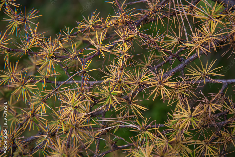 European Larch, Larix decidua, close up of conical needles from side and above, orange/bronze/yellow/copper in colour during autumn/fall in a pine woodland in Scotland. European Larch, Larix decidua, close up of conical needles from side and above, orange/bronze/yellow/copper in colour during autumn/fall in a pine woodland in Scotland.