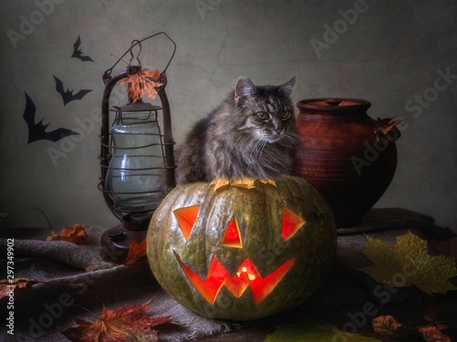 Halloween with pumpkin and old tabby cat photo