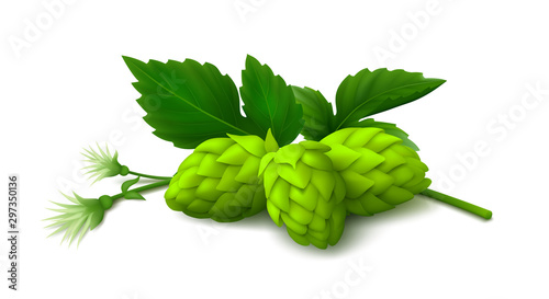 Bunch of green hop cones with leaves and inflorescence isolated on white background. Realistic vector illustration.solated on white background. Realistic vector illustration.