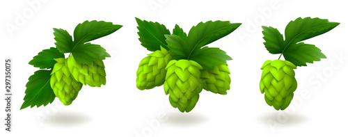 Bunches of green hop cones with leaves isolated on white background. Realistic vector illustration