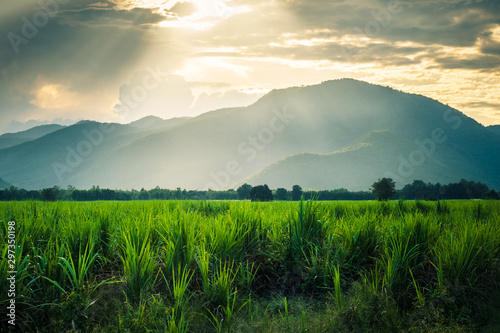 Mountain in sunlight  and sugarcane fild photo