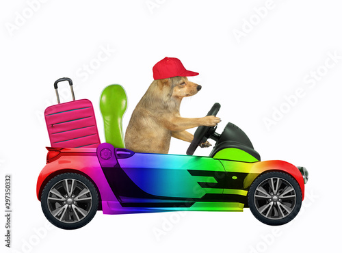 The beige dog in a red cap drives a car painted with rainbow colors with a suitcase in the trunk. White background. Isolated. © iridi66