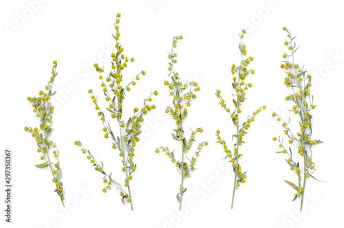 Wormwood branch. Medicinal plants and flowers of wormwood. Flowering absinthium. Medicinal plant on a white background. Flat lay, top view. Healing herb photo