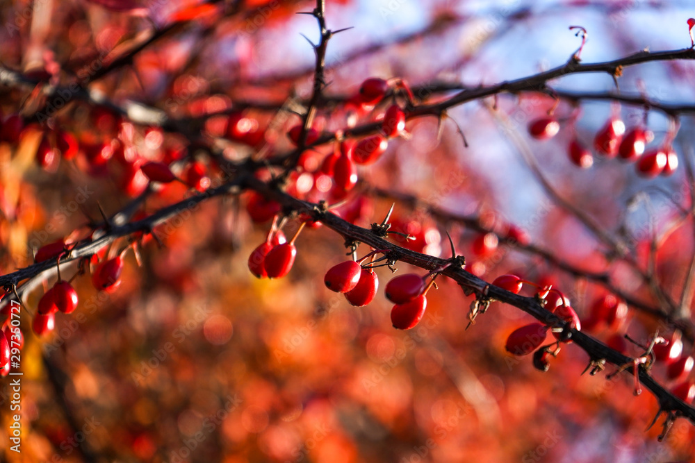 red berries of viburnum on the branches close-up, autumn, autumn day, autumn park. Picture. Background red berries of viburnum on the branches close-up, autumn, autumn day, autumn park. Picture. Background