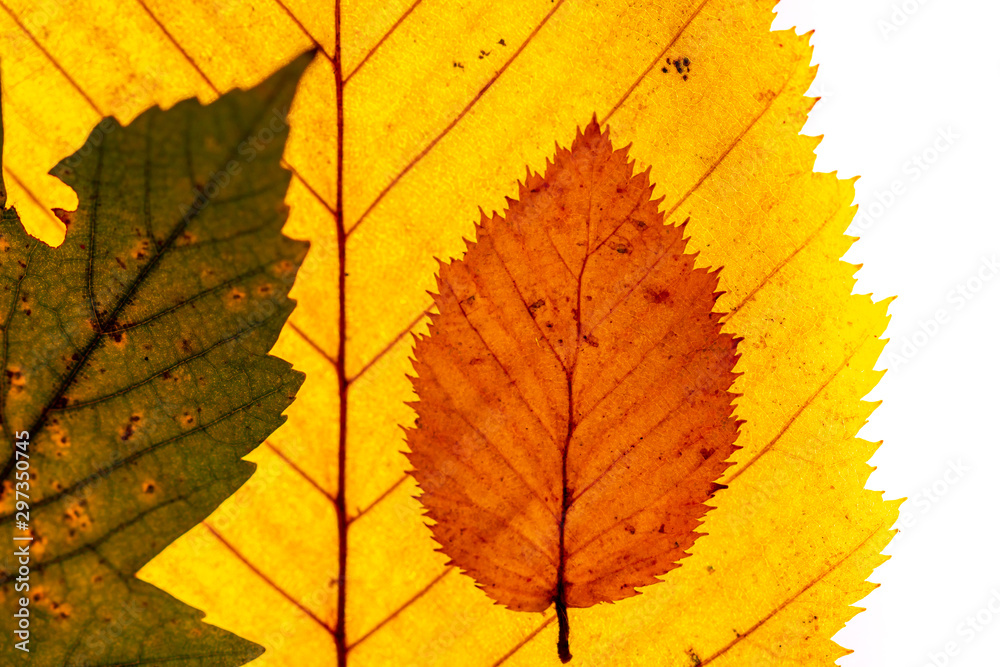 Macro close up of autumn leaves. Red yellow and green leaf as an autumn symbol isolated white background.  Leave texture. Structure of leaf natural background. Macro texture. Macro on Autumn  Foliage