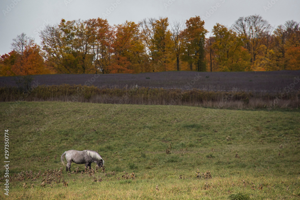 Fototapeta premium horse in meadow in fall