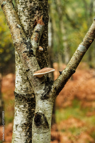 Forestry on the common photo