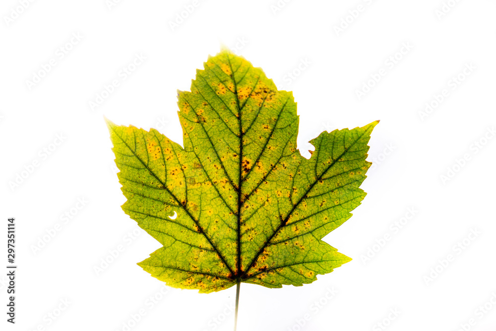 Macro close up of autumn leaves. Red yellow and green leaf as an autumn symbol isolated white background. Leave texture. Structure of leaf natural background. Macro texture. Macro on Autumn Foliage Macro close up of autumn leaves. Red yellow and green leaf as an autumn symbol isolated white background. Leave texture. Structure of leaf natural background. Macro texture. Macro on Autumn Foliage