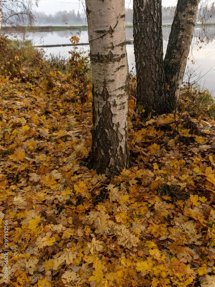 picture with mottled tree leaves in the foreground and a collection of blurry trees and yellow leaves in the background. picture with mottled tree leaves in the foreground and a collection of blurry trees and yellow leaves in the background.