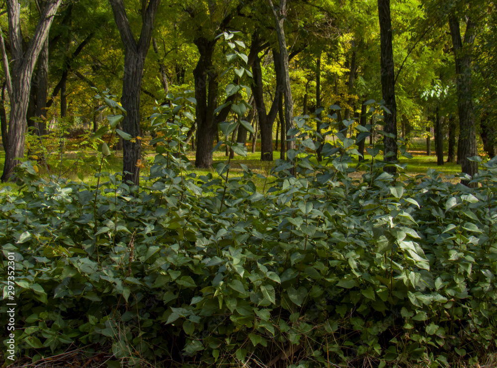 Fototapeta premium trees in the forest