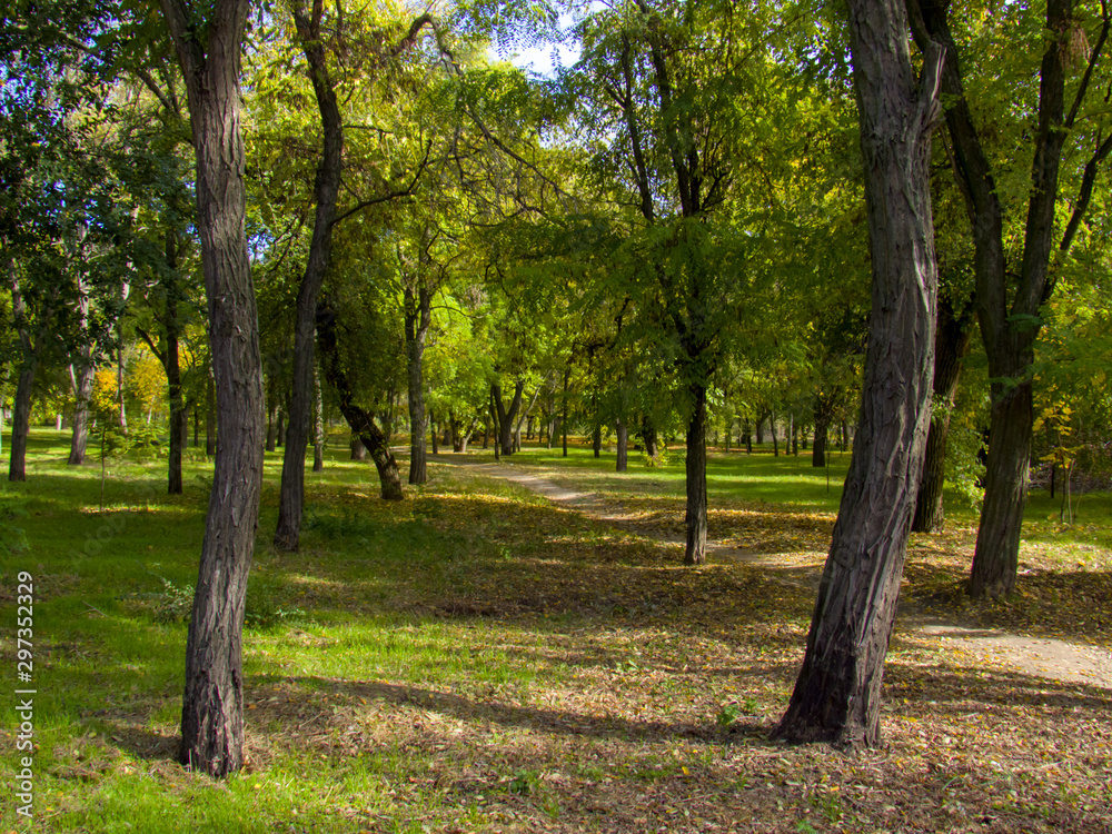 Fototapeta premium autumn in the park