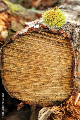 Forestry on the common photo