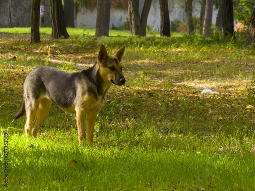 dog on the grass