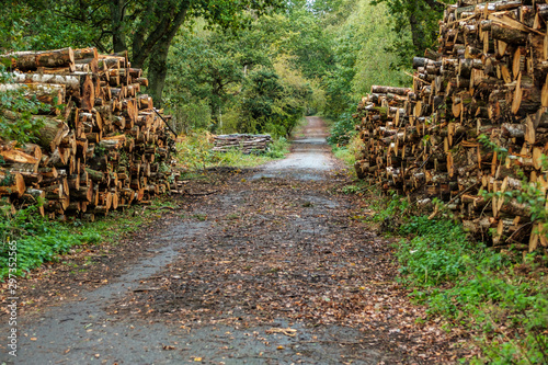 Forestry on the common photo