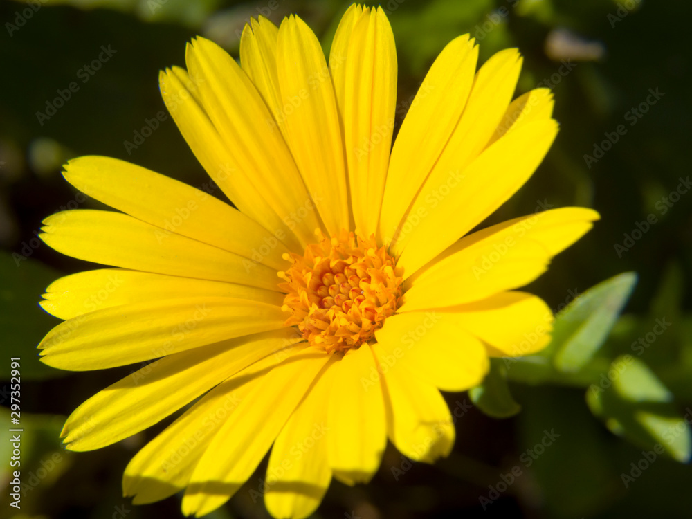 yellow flower yellow flower