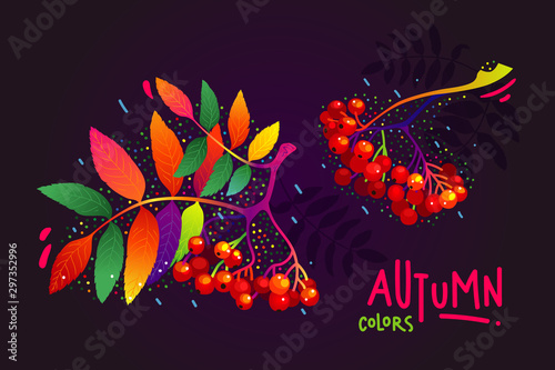 Rowan colorful tree branch autumn vector illustration set