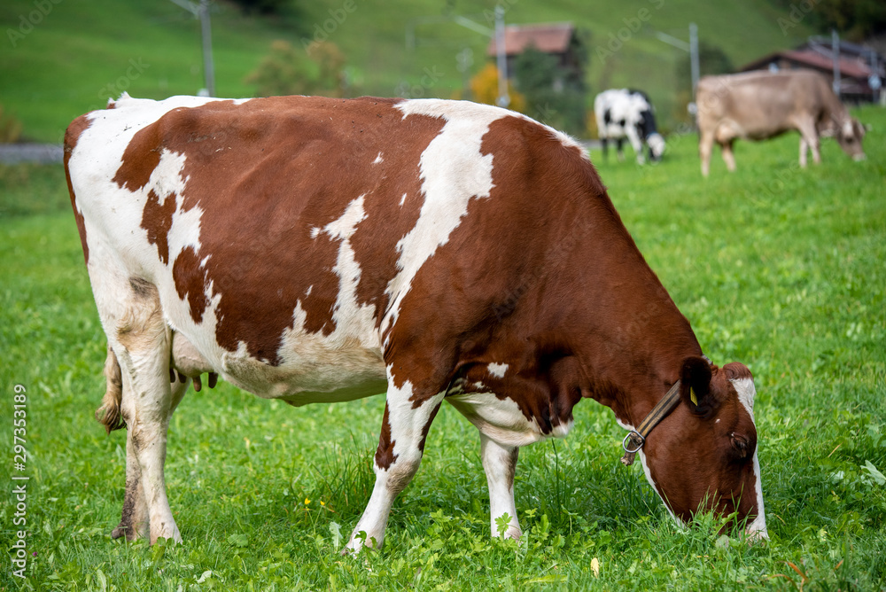 red and white cpw on a meadow