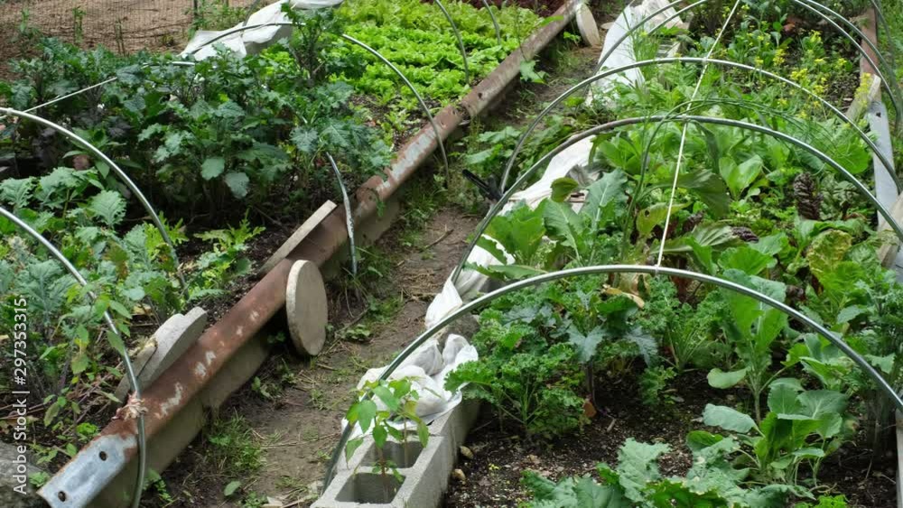 lettuce and other vegetables growing in hoophouses at a micro farm in Asheville, North Carolina