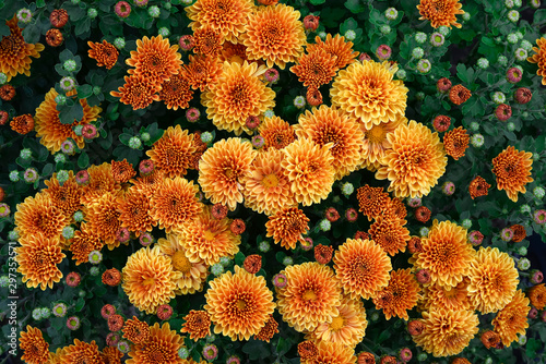 Flowering Red orange chrysanthemums in autumn garden. Chrysanthemum koreanum. Fall background with blossoming chrysanthemums. photo