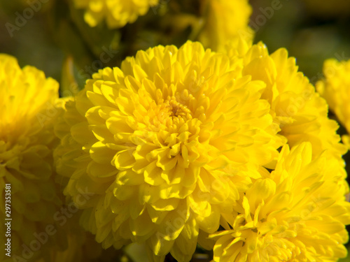 yellow flowers in garden