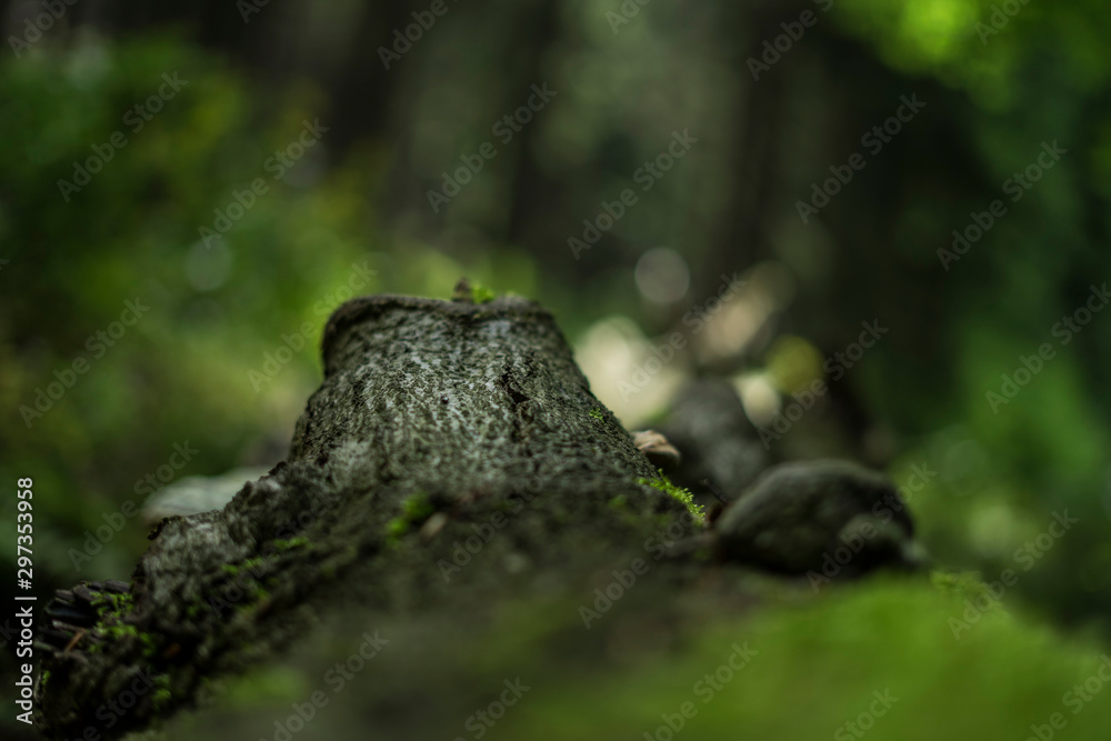 wald close up wald close up