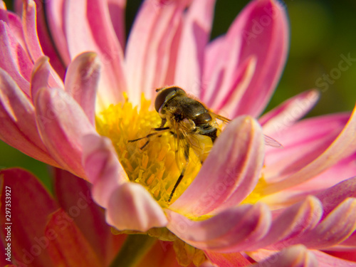 bee on flower