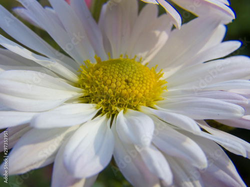 closeup of white daisy