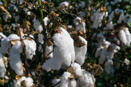 Rows of white ripe cotton in field