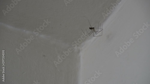 Long Legs Spider - Cellar Spider - Dady Long Legs Spider (Pholcidae) on The White Wall photo