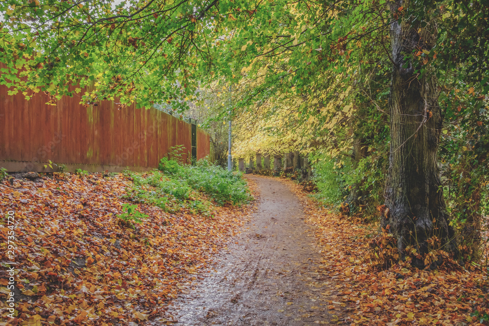 Naklejka premium Fallen autumn leaves seen on a muddy footpath with a row of trees seen, by an out of view riverbank in early Novembe