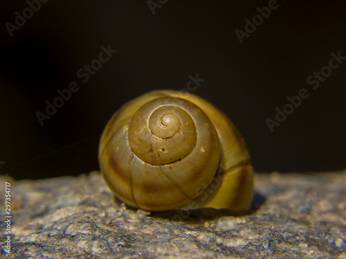 snail on stone