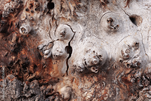 the pattern of the tree, hidden under the bark of the tree with a crack