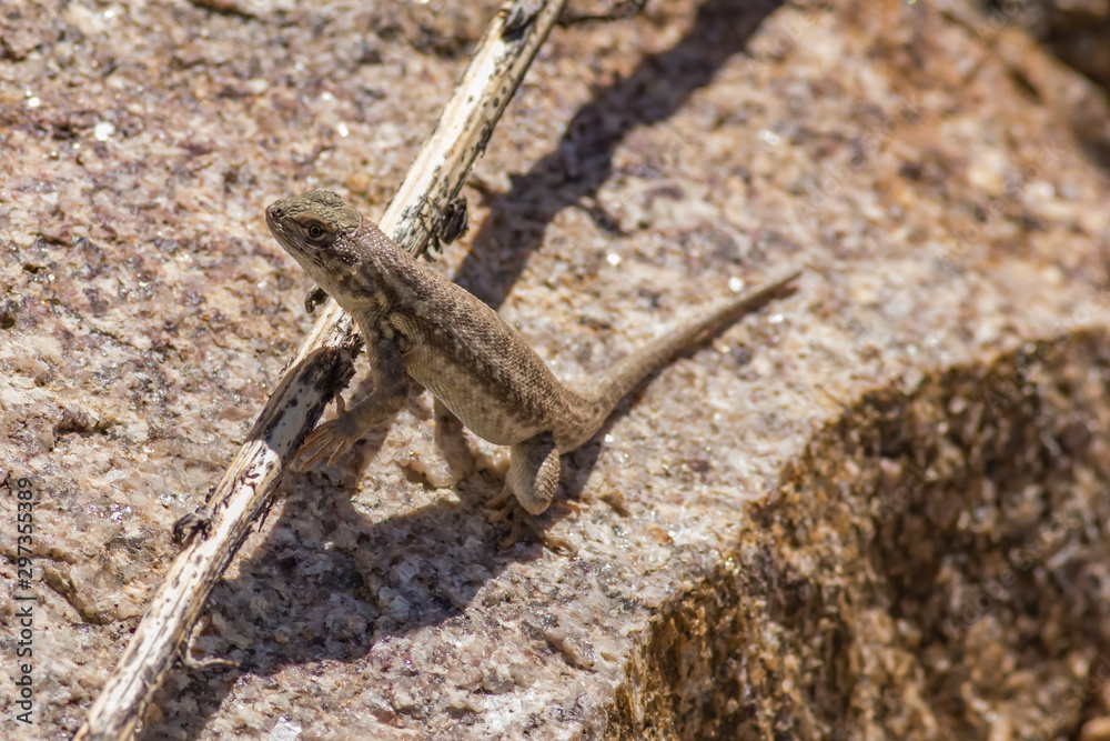 Wyoming Desert Lizard Wyoming Desert Lizard