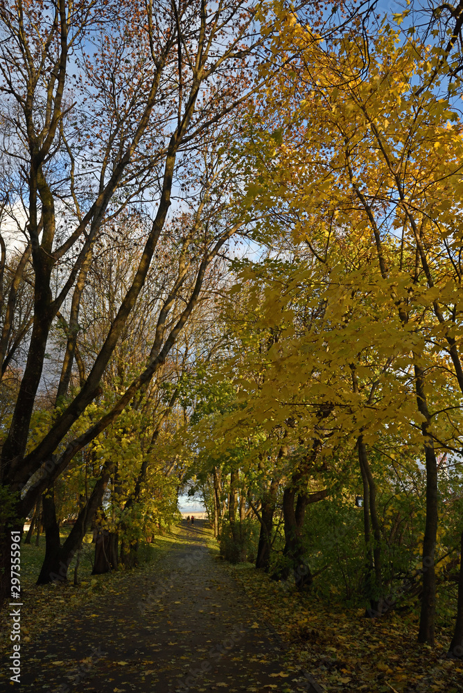 Autumn alley with yellow leaves on trees and fallen on the track on a sunny day. Autumn landscape in a city park