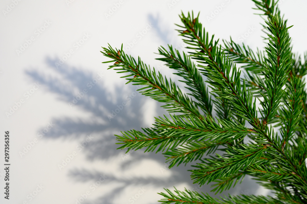 Christmas tree branch and a beautiful shadow from it on a white-gray background of the surface of the wall or table Christmas tree branch and a beautiful shadow from it on a white-gray background of the surface of the wall or table