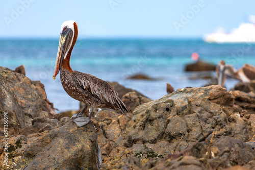 Pelikane auf der Insel Aruba. photo