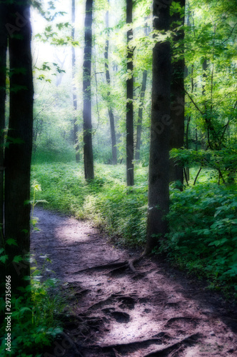 Path on Forest Floor