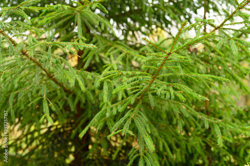 fragment of christmas tree in the forest - lush bright spruce branches